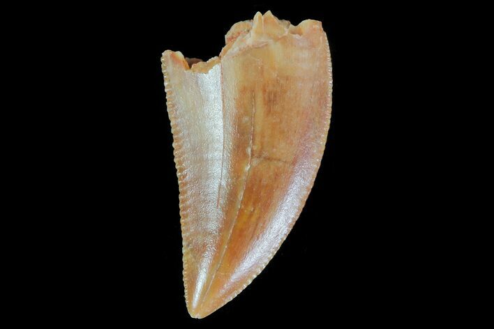 Serrated, Raptor Tooth - Morocco #73296